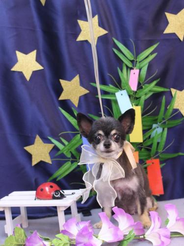 20230711はなちゃん